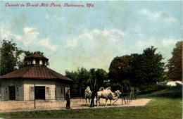 Baltimore - Camels In Druid Hill Park - Baltimore