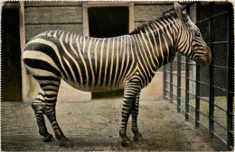 Zebra - Caballos