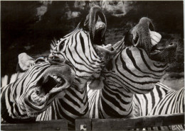 Zebra - Caballos