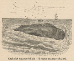 Physeter Macrocephalus - Stampa Antica - 1892 Engraving - Stiche & Gravuren