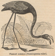 Phoenicopterus Ruber - Stampa Antica - 1892 Engraving - Stiche & Gravuren