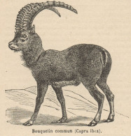 Capra Ibex - Stampa Antica - 1892 Engraving - Prints & Engravings