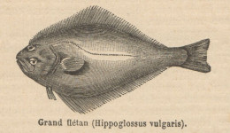 Hippoglossus Vulgaris - Stampa Antica - 1892 Engraving - Stiche & Gravuren