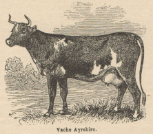 Vache Ayrshire - Stampa Antica - 1892 Engraving - Stiche & Gravuren