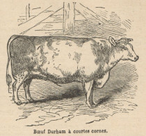 Boeuf Durbam à Courtes Cornes - Stampa Antica - 1892 Engraving - Stiche & Gravuren