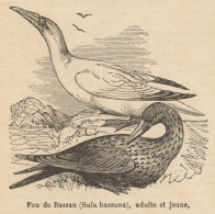 Sula Bassana - Stampa Antica - 1892 Engraving - Estampes & Gravures