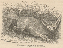 Megalotis Brucei - Stampa Antica - 1892 Engraving - Stiche & Gravuren