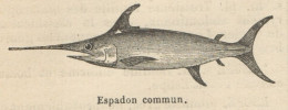 Espadon Commun. - Stampa Antica - 1892 Engraving - Prints & Engravings