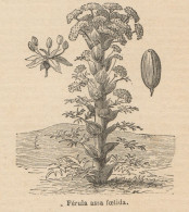 Férula Assa Foetida - Stampa Antica - 1892 Engraving - Prints & Engravings