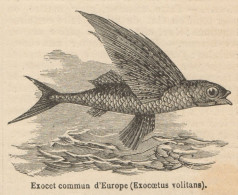 Exocoetus Volitans - Stampa Antica - 1892 Engraving - Stiche & Gravuren