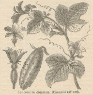 Cucumis Satuvis - Stampa Antica - 1892 Engraving - Estampes & Gravures