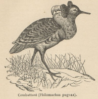 Philomachus Pugnax - Stampa Antica - 1892 Engraving - Estampes & Gravures
