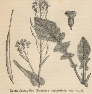 Brassica Campestris - Stampa Antica - 1892 Engraving - Prints & Engravings