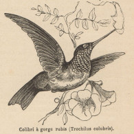 Trochilus Colubris - Stampa Antica - 1892 Engraving - Stiche & Gravuren