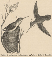 Selasphorus Rufus - Stampa Antica - 1892 Engraving - Estampes & Gravures