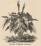 Colocasia Esculenta - Stampa Antica - 1892 Engraving - Stiche & Gravuren