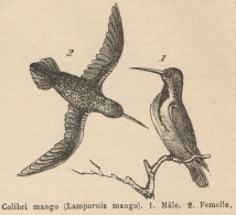 Lampornis Mango - Stampa Antica - 1892 Engraving - Estampes & Gravures