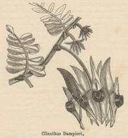 Clianthus Dampieri - Stampa Antica - 1892 Engraving - Estampes & Gravures