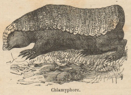 Chlamyphore - Stampa Antica - 1892 Engraving - Stiche & Gravuren