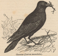 Corvus Monedula - Stampa Antica - 1892 Engraving - Estampes & Gravures