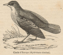 Hydrobata Cinclus - Stampa Antica - 1892 Engraving - Estampes & Gravures