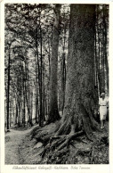 Hohegeiss - Dicke Tannen - Braunlage