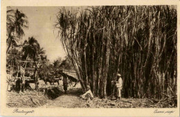 Soerabaia - Cane Crop - Indonésie