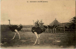 Autrucherie A Kayes Strauss - Sudan