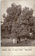 Sierra Leone - Freetown - Mango Tree - Sierra Leone