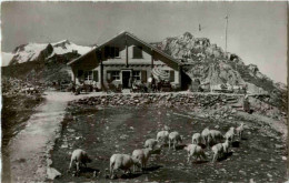 Sustenpass Mit Schafen - Sonstige & Ohne Zuordnung