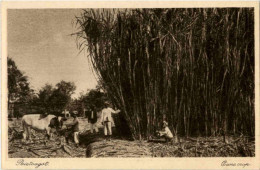 Soerabaia - Cane Crop - Indonesia