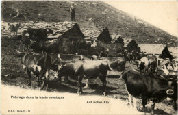 Auf Hoher Alp - Cow - Breeding