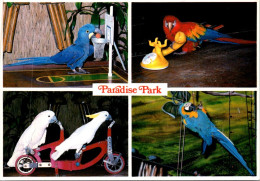 29-4-2024 (3 Z 23) USA - Paradise Park (birds Show) - Birds