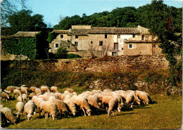 29-4-2024 (3 Z 25) France - Moutons En Provence Et Mas (ferme) - Fattorie