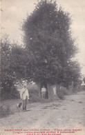 Dammarie Sur Loing (45 Loiret)Le Vieux Chêne Appelé Trogne Creuse Pouvant Abriter 8 Personnes Circulée 1909 Cachet Perlé - Autres & Non Classés