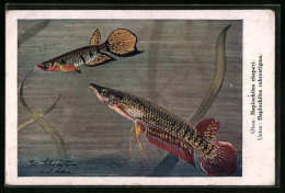 Künstler-AK Haplochilus Chaperi Und Haplochilus Rubrostigma  - Poissons Et Crustacés