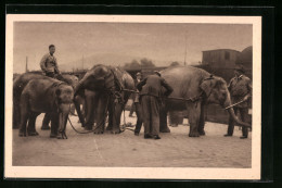 AK Elefanten-Transport Der Grossraubtierschau Des Circus Von Willy Hagenbeck  - Circus