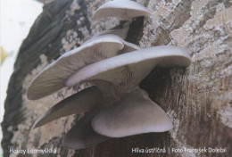 Pleurotus Ostreatus, MK Litomyšl, Czech Rep., 90 X 60 Mm, 2019 - Petit Format : 2001-...