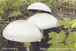 Agaricus Xanthodermus, MK Litomyšl, Czech Rep., 90 X 60 Mm, 2017 - Petit Format : 2001-...