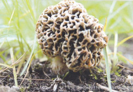 Morchella Esculenta, MK Litomyšl, Czech Rep., 90 X 60 Mm, 2017 - Tamaño Pequeño : 2001-...