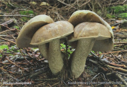 Leccinum Scabrum, MK Litomyšl, Czech Rep., 90 X 60 Mm, 2021 - Kleinformat : 2001-...