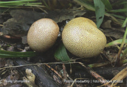 Scleroderma  Verucosum, MK Litomyšl, Czech Rep., 90 X 60 Mm, 2022 - Small : 2001-...