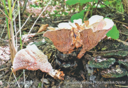 Abortiporus Biennis, MK Litomyšl, Czech Rep., 90 X 60 Mm, 2024 - Kleinformat : 2001-...