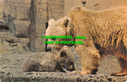 R545876 Syrian Bear And Cub. M. Lyster. Zoological Society Of London. PT7805 - Autres & Non Classés