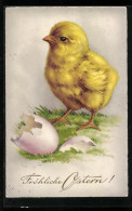 AK Osterküken Mit Zerbrochener Eierschale  - Ostern