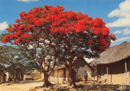 SENEGAL FLAMBOYANTS - Sénégal