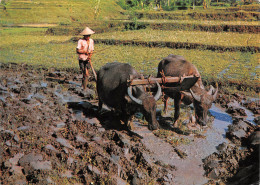 INDONESIE PLOUGHING THE FIELD - Indonésie