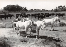 13-CAMARGUE-N° 4422-B/0021 - Sonstige & Ohne Zuordnung