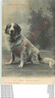 VISCOS .  CHIEN DES PYRENEES .  CPA LABOUCHE FRERES TOULOUSE . - Other & Unclassified