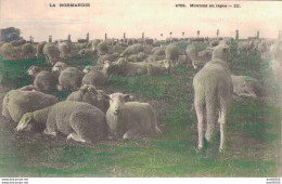 LA NORMANDIE MOUTONS AU REPOS - Crías